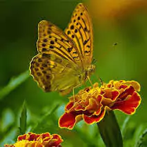 hd wallpaper whatsapp dp flowers with butterfly